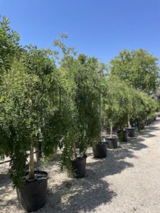 Sophora japonica ‘Pendula’ - SOFORE PIANGENTI - Vivai Frappetta 2023