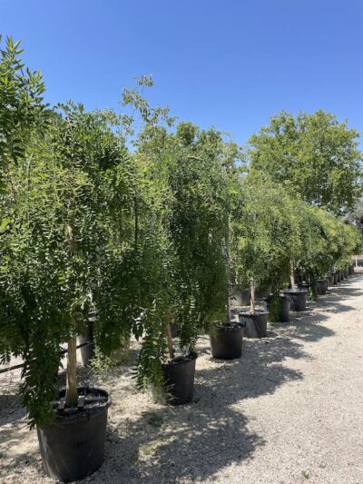 Sophora japonica ‘Pendula’ - SOFORE PIANGENTI - Vivai Frappetta 2023