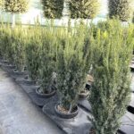 Taxus x media 'Hillii' TASSO CL9