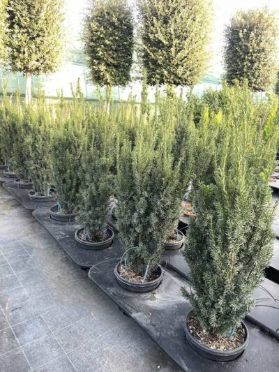 Taxus x media 'Hillii' TASSO CL9