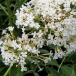 Buddleia davidii 'Nanho White'