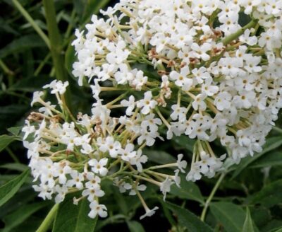 Buddleia davidii 'Nanho White'