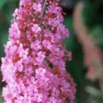 Buddleia davidii 'Pink Delight'