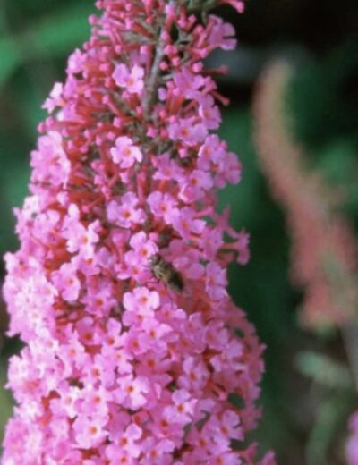 Buddleia davidii 'Pink Delight'