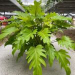 Philodendron Hope Selloum