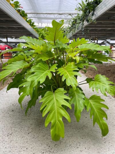 Philodendron Hope Selloum