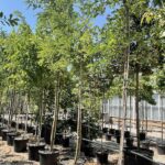 Robinia pseudoacacia 'Nyirsegi' ACACIA - Vivai Frappetta