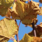 Tilia platyphyllos 'Rbura'