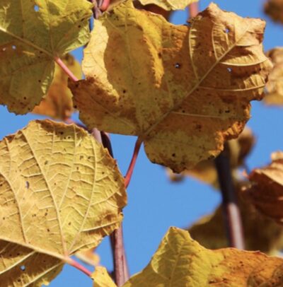 Tilia platyphyllos 'Rbura'