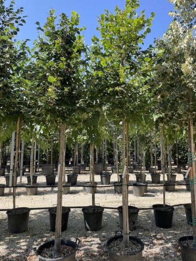 Tilia platyphyllos 'Rubra' TIGLIO ROSSO