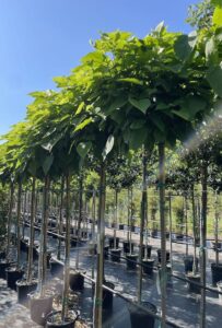 Catalpa bungei CATALPA NANA Vivai Frappetta
