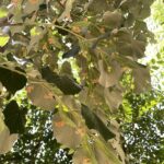 Dettaglio Tilia tomentosa
