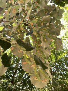 Dettaglio Tilia tomentosa