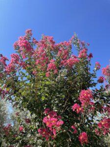 Fiori L. indica ‘Caroline Beauty - Vivai Frappetta