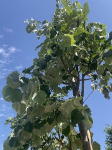 Foglie di T. tomentosa 'Brabant'