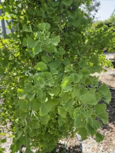 Foglie di Ginkgo biloba 'Tit'