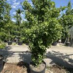 Ginkgo biloba 'Tit'