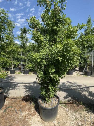 Ginkgo biloba 'Tit'