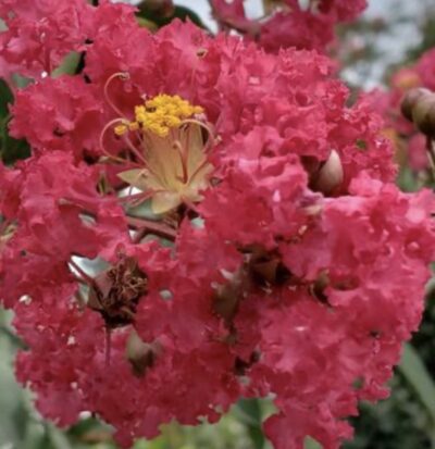 Lagerstroemia indica 'Caroline Beauty'