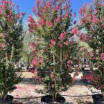 Lagerstroemia indica ‘Caroline Beauty - Vivai Frappetta