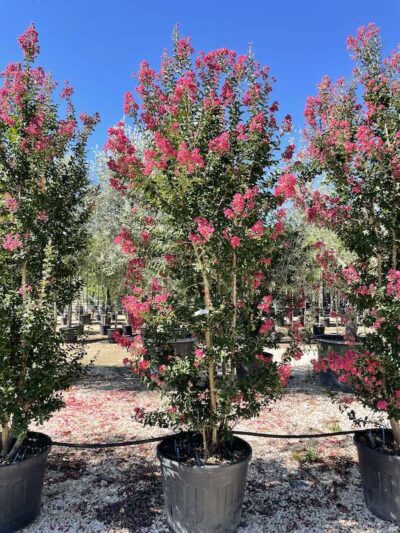 Lagerstroemia indica ‘Caroline Beauty - Vivai Frappetta