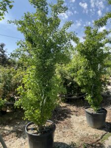 Piante di Ginkgo biloba 'Tit'