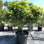 Quercus palustris ‘Green Dwarf’ QUERCIA NANA