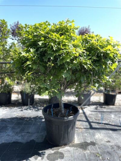 Quercus palustris ‘Green Dwarf’ QUERCIA NANA