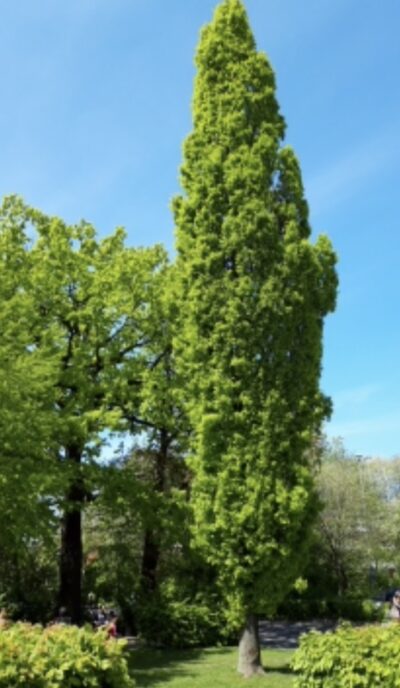 Quercus robur 'Fastigiata Koster'