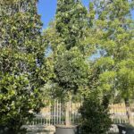Quercus robur 'Fastigiata' - Vivai Frappetta