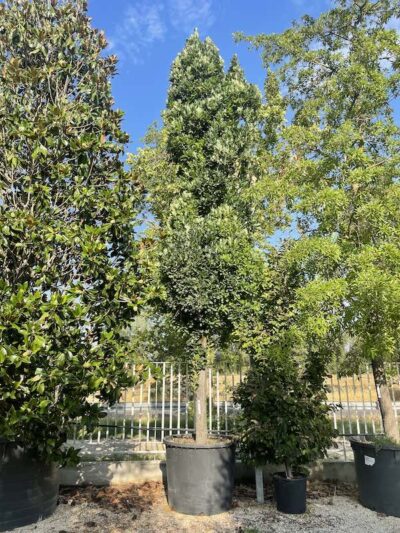 Quercus robur 'Fastigiata' - Vivai Frappetta