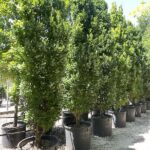 Quercus robur ‘Fastigiata Koster’ - Vivai Frappetta