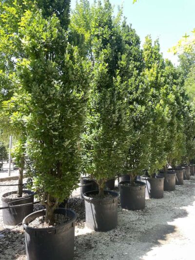 Quercus robur ‘Fastigiata Koster’ - Vivai Frappetta