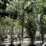 Tilia tomentosa 'Brabant'