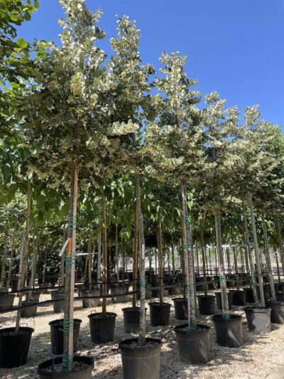 Tilia tomentosa 'Brabant' TIGLIO D'ARGENTO