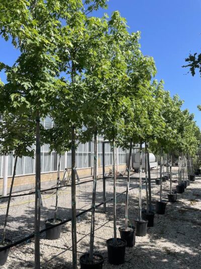 Acer freemanii 'Autumn Blaze' 8-10