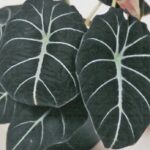 Alocasia 'Black Velvet'