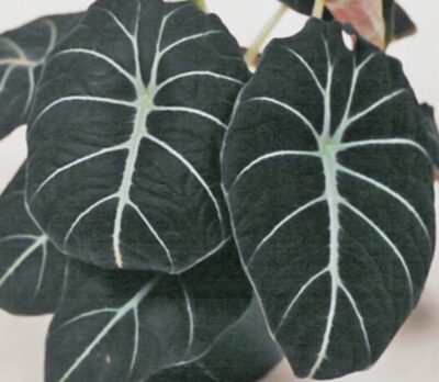 Alocasia 'Black Velvet'