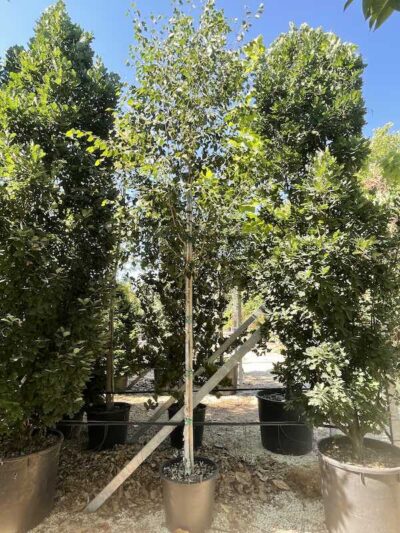 Betula utilis var. jacquemontii 'Doorenbos'