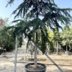 Cedrus deodara 'Pendula' - Vivai Frappetta