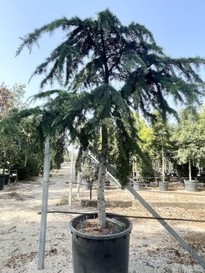 Cedrus deodara 'Pendula' - Vivai Frappetta