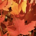 Dettaglio Acer freemanii 'Armstrong'