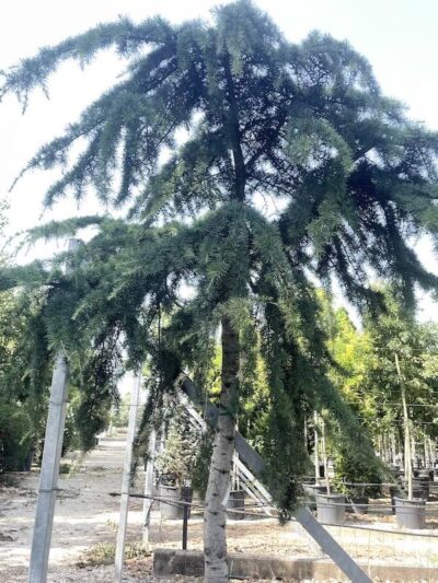 Particolare Cedrus deodara 'Pendula' - Vivai Frappetta