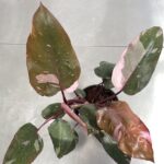 Philodendron erubescens 'Pink Princess'