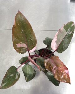 Philodendron erubescens 'Pink Princess'