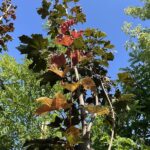 Acer platanoides 'Royal Red' - Vivai Frappetta
