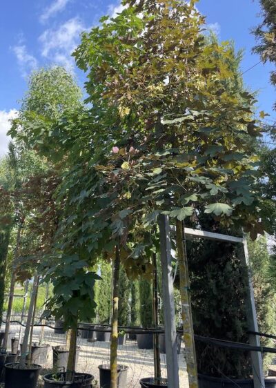 Acer pseudoplatanus 'Atropurpureum' AF