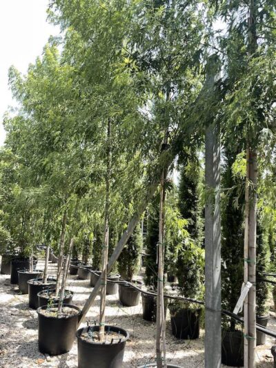Acer saccharinum 'Wieri Laciniatum' - Vivai Frappetta