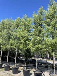 Acer saccharinum ‘Wieri Laciniatum’ Vivai Frappetta
