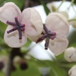 Fiore di Akebia quinata 'Cream Form'